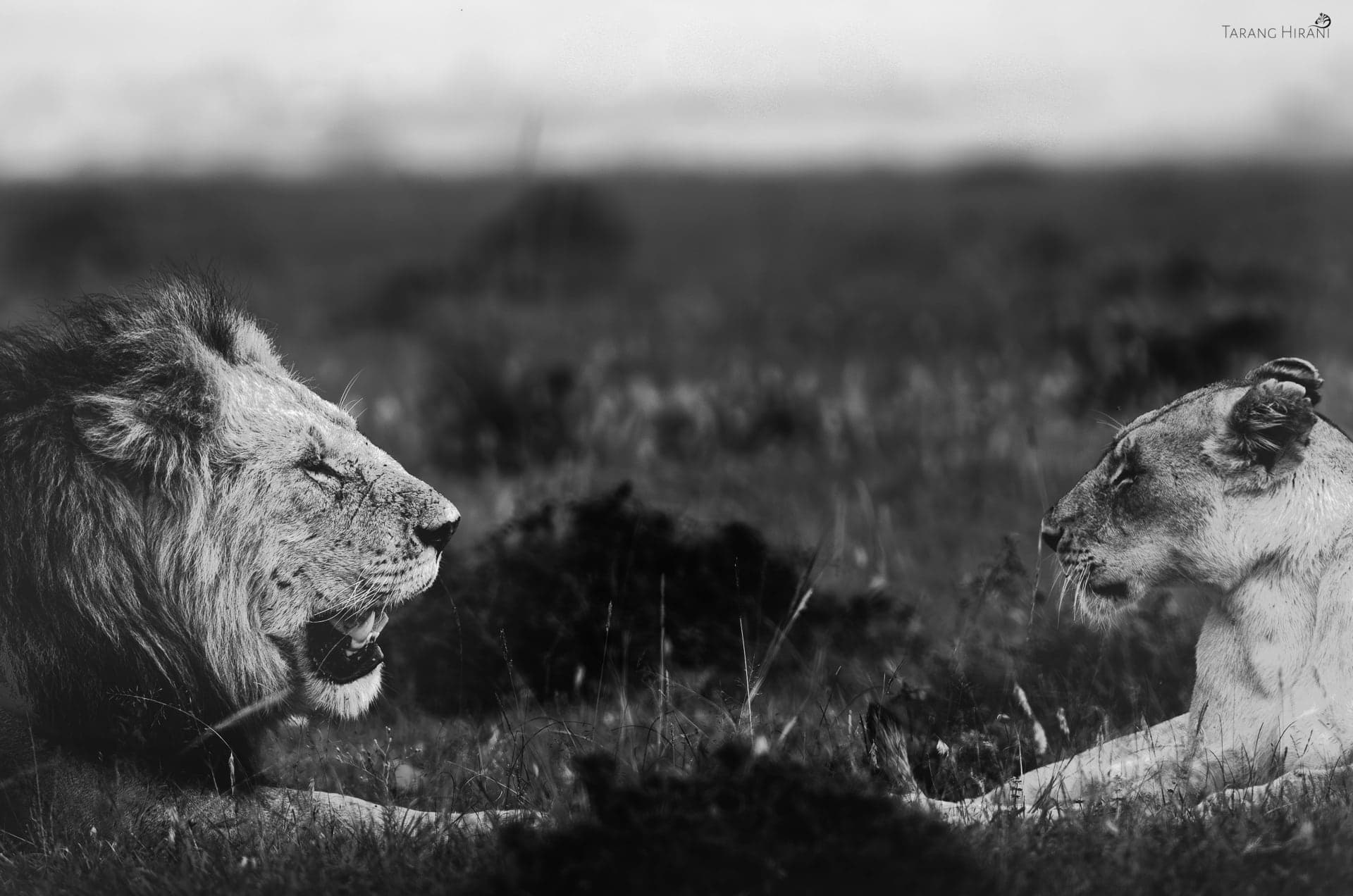 Wildlife photograph