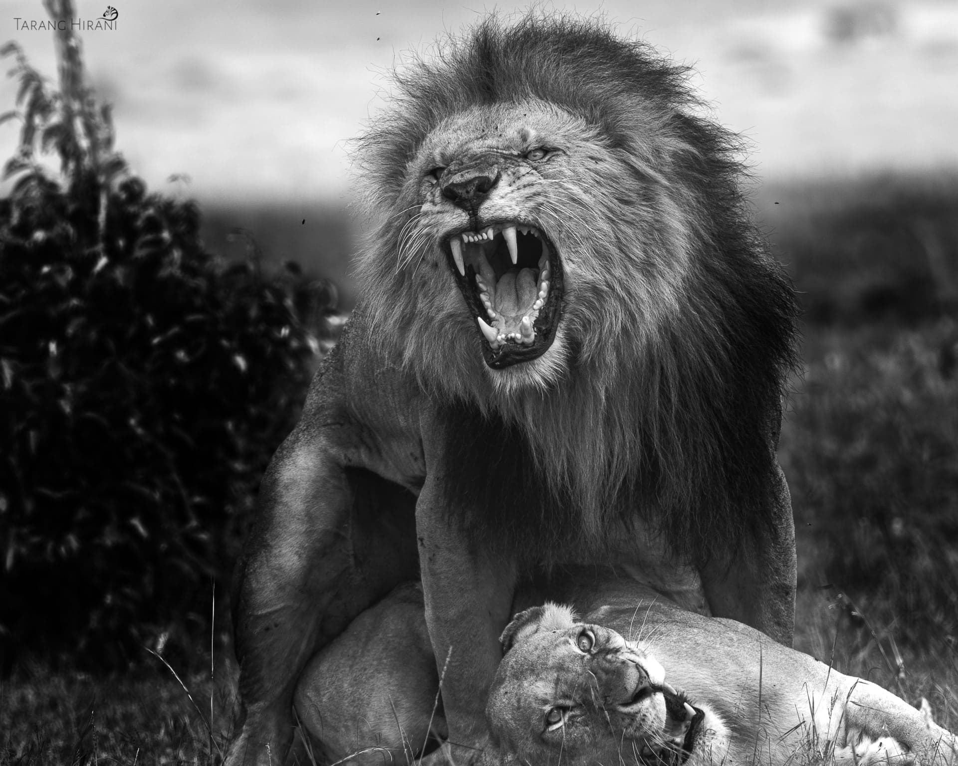 Wildlife photograph