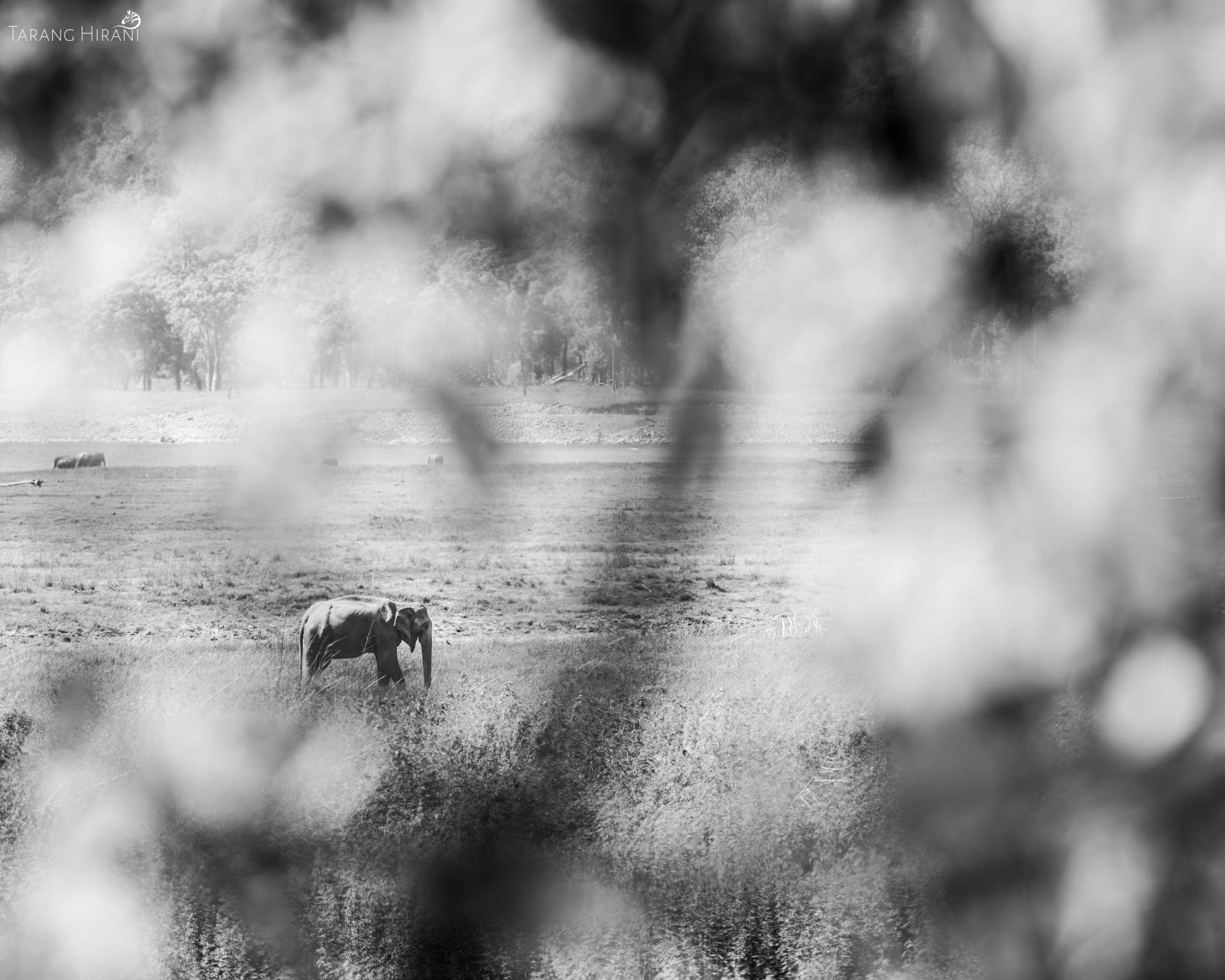 Wildlife photograph