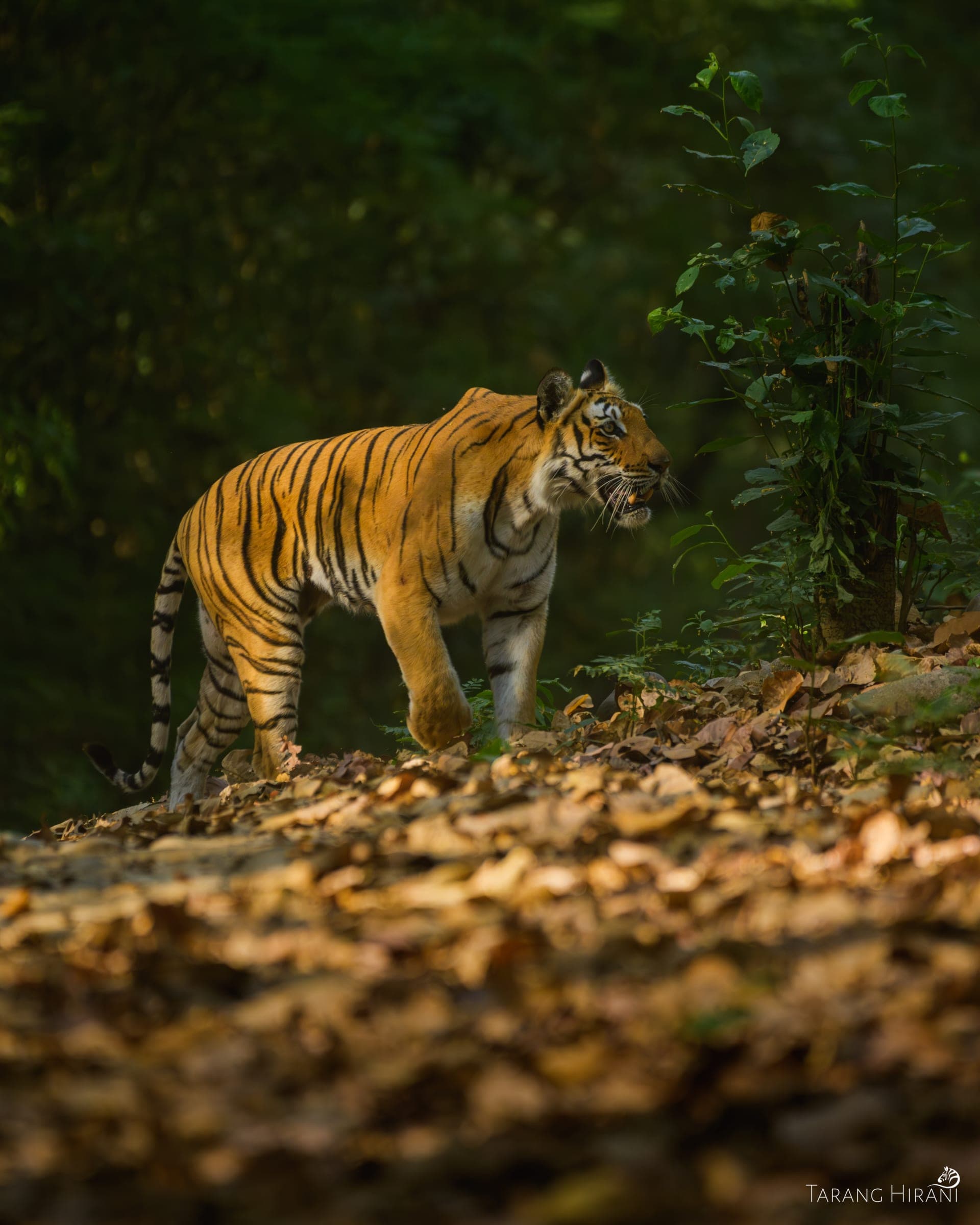 Wildlife photograph
