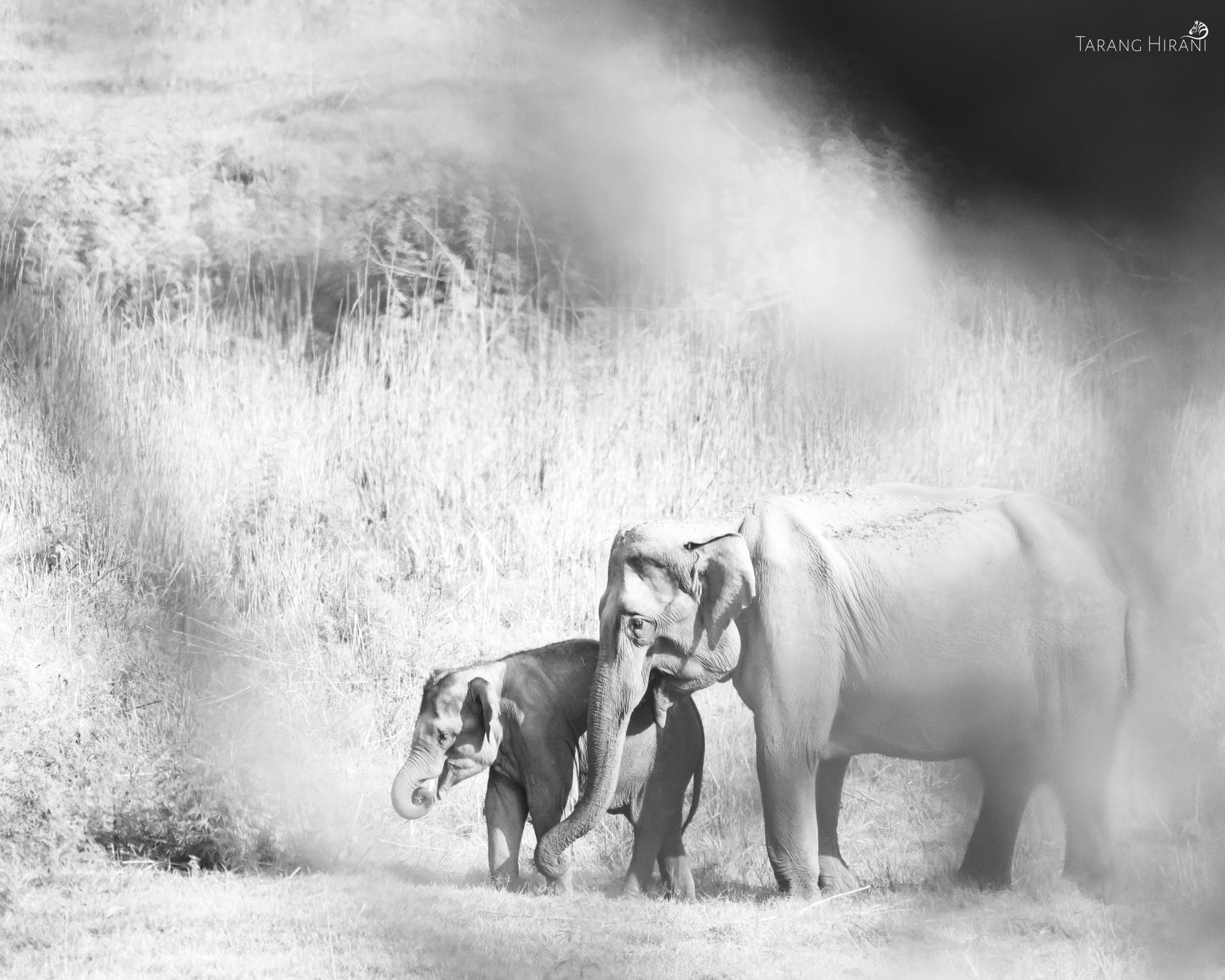 Wildlife photograph