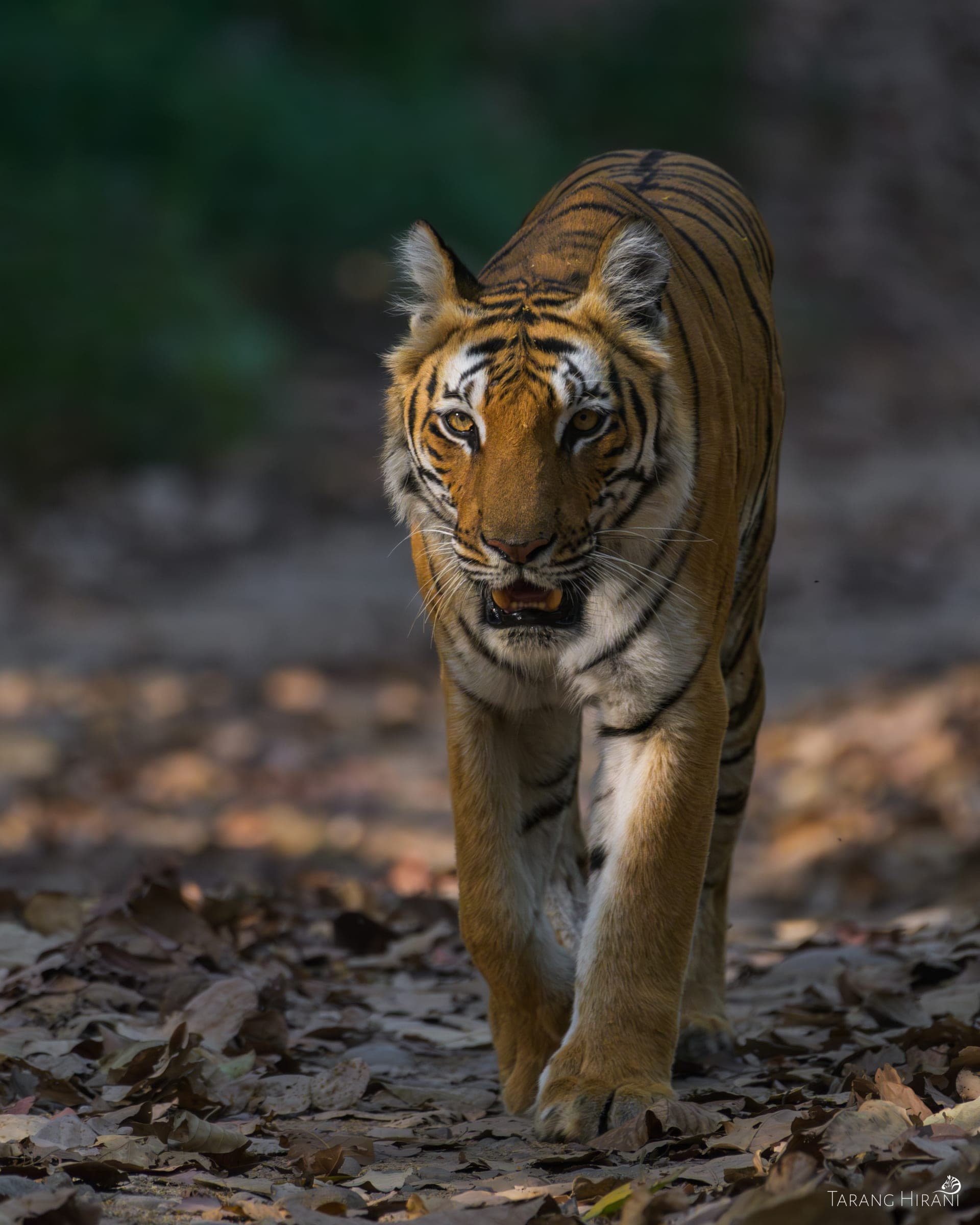 Wildlife photograph