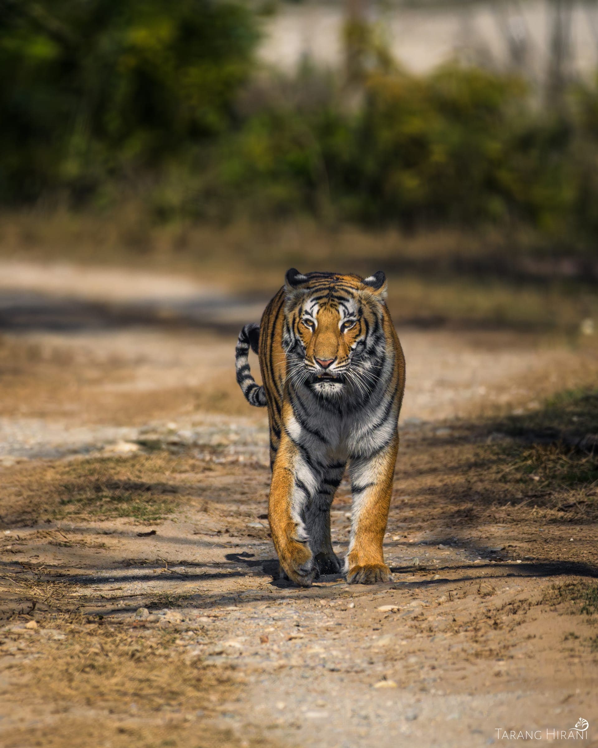 Wildlife photograph