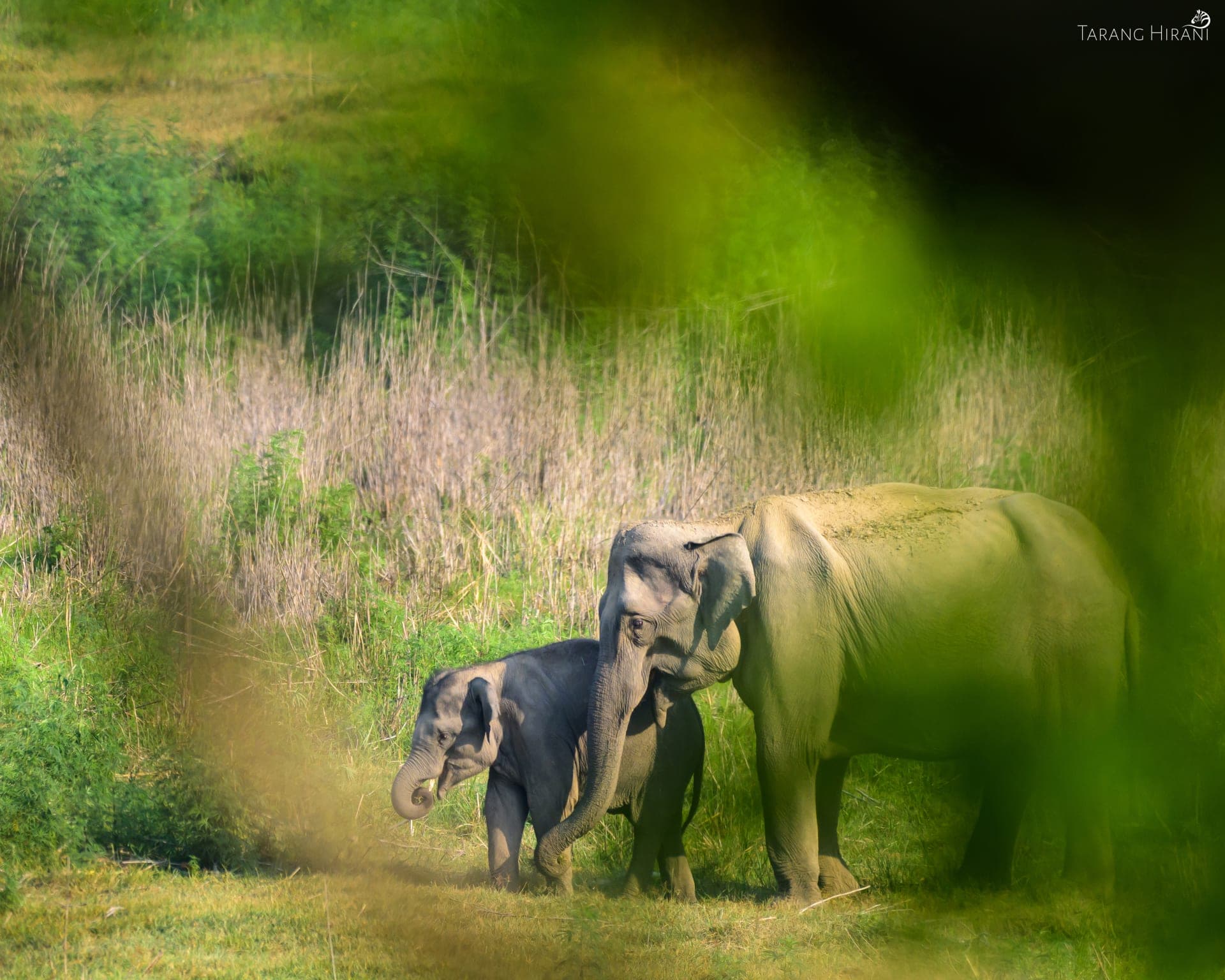 Wildlife photograph
