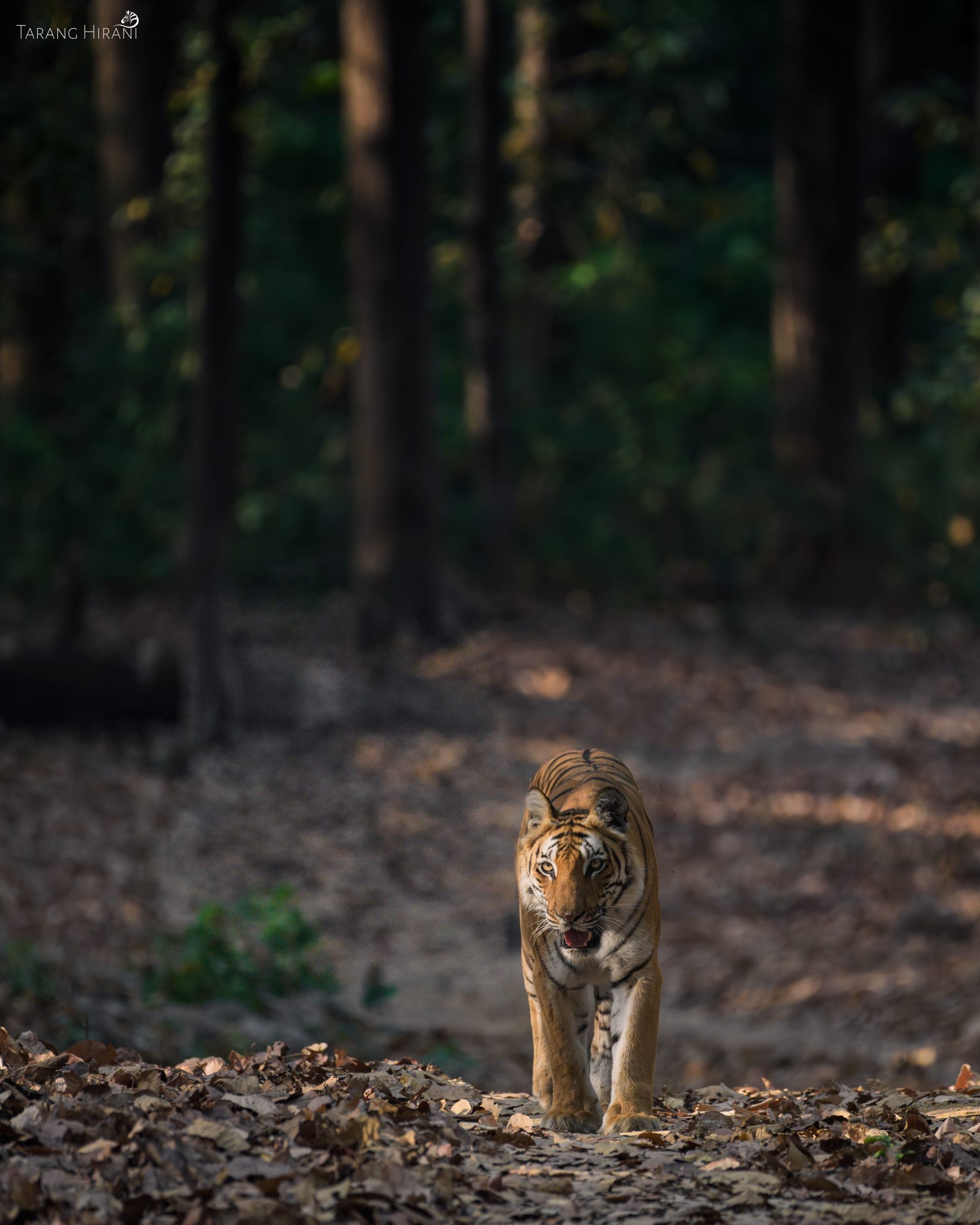 Wildlife photograph