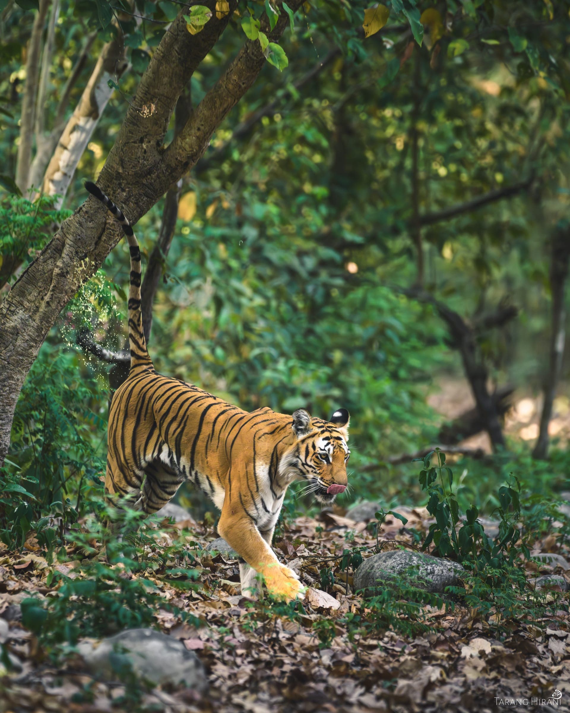 Wildlife photograph