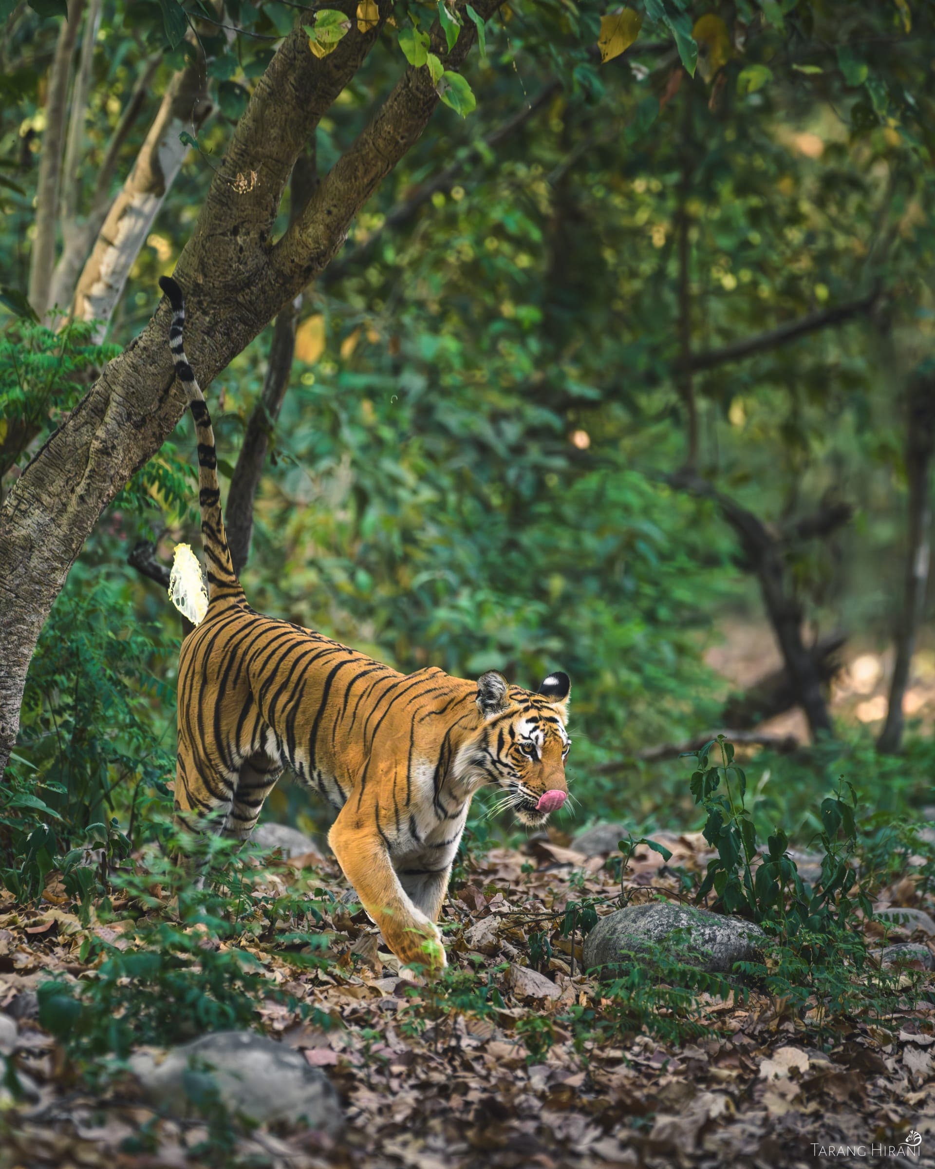 Wildlife photograph