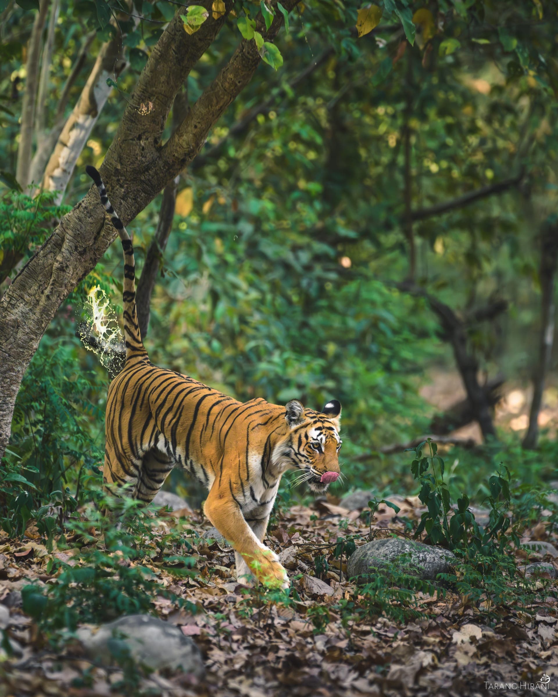 Wildlife photograph