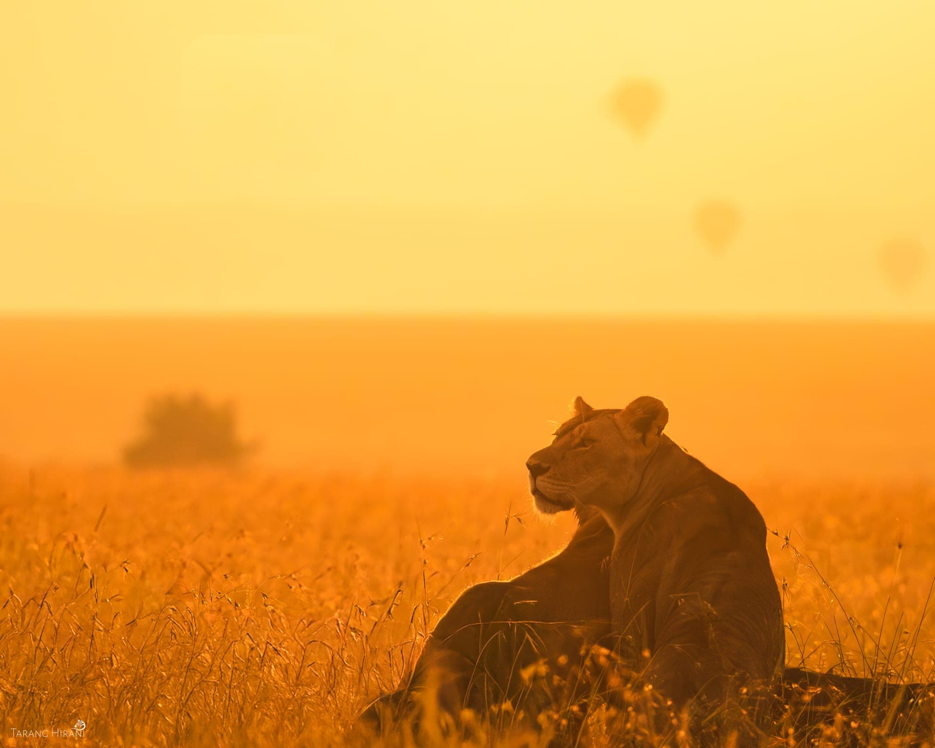 Wildlife photograph