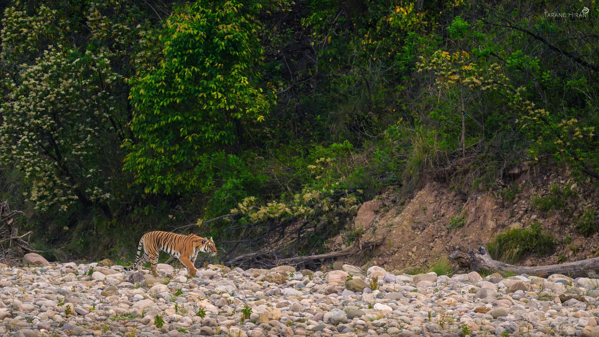 Wildlife photograph